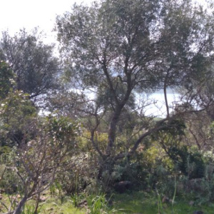 ARCOS DE LA FRONTERA